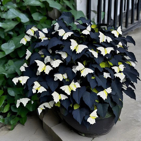 🦋Moonlight Butterfly Begonia
