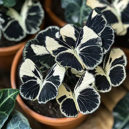 🦋Moonlight Butterfly Begonia