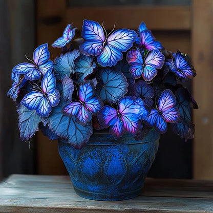 🦋Moonlight Butterfly Begonia